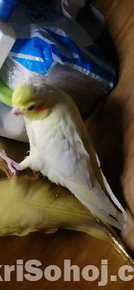 Cockatiel Lutino pearl Baby